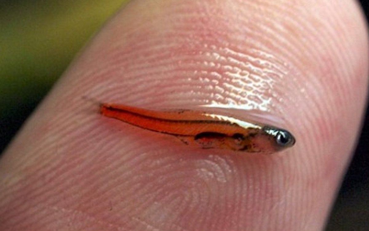 fish