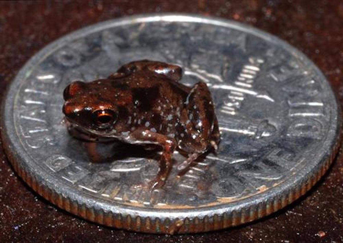 frog