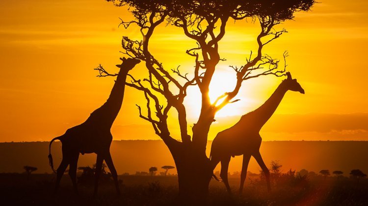 kenya