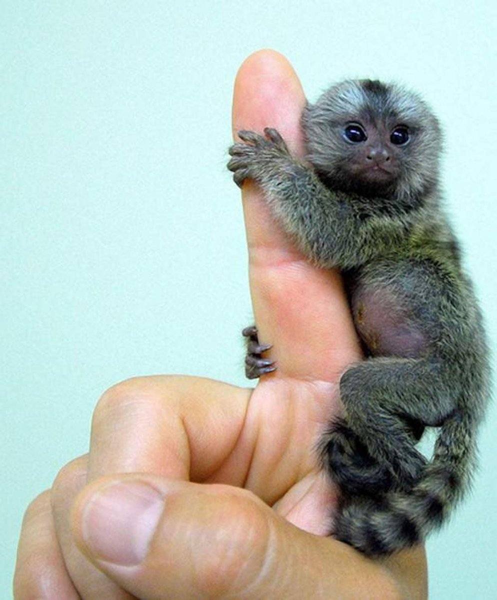 monkey