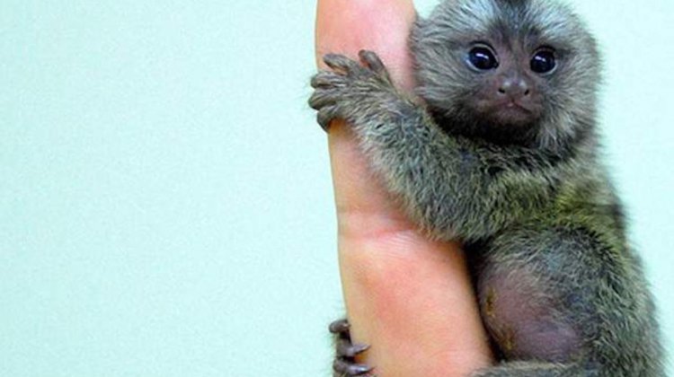 monkey