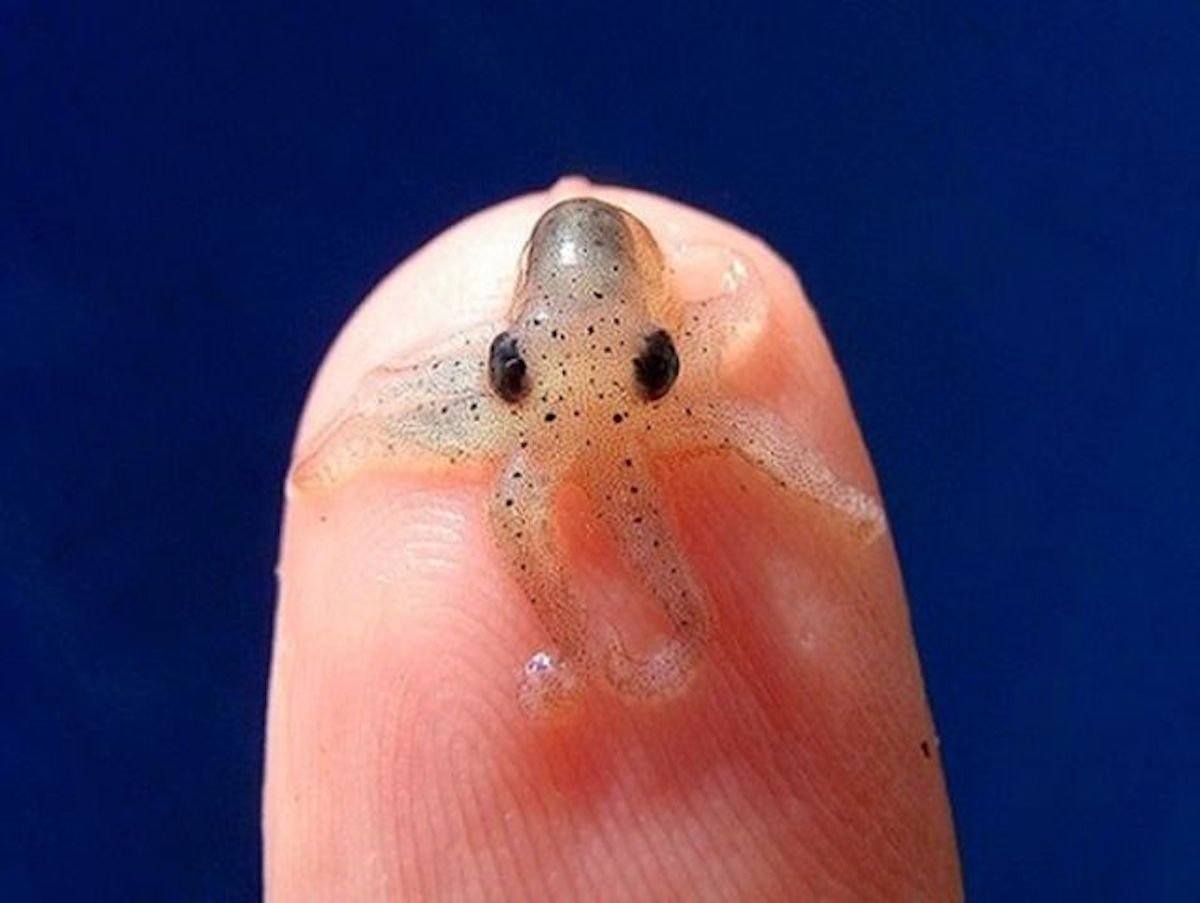 octopus