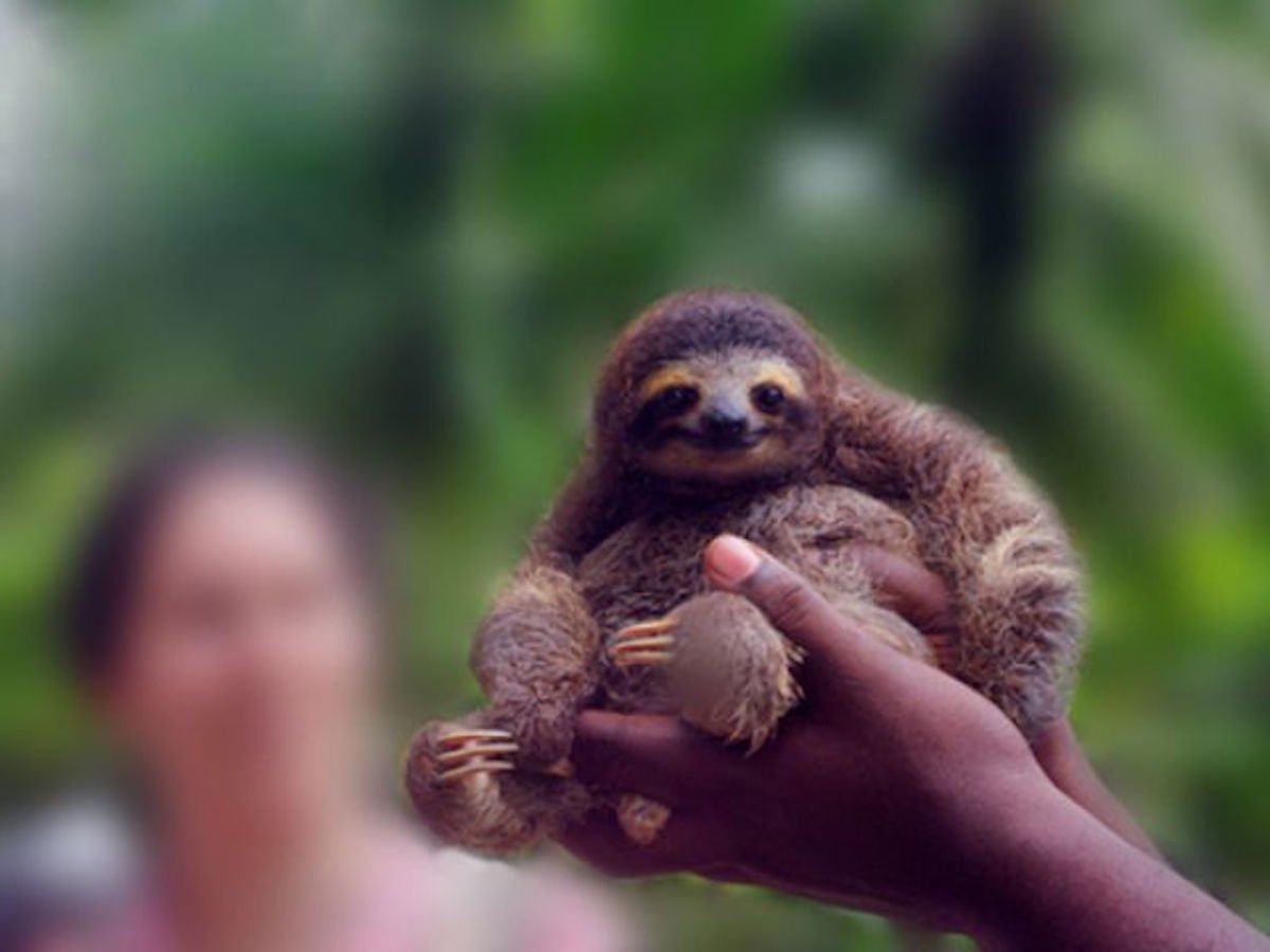 sloth