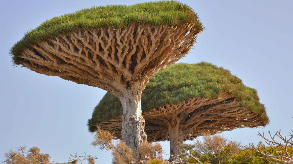 Socotra