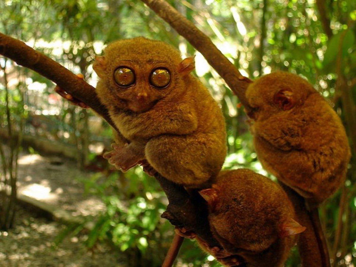 tarsier