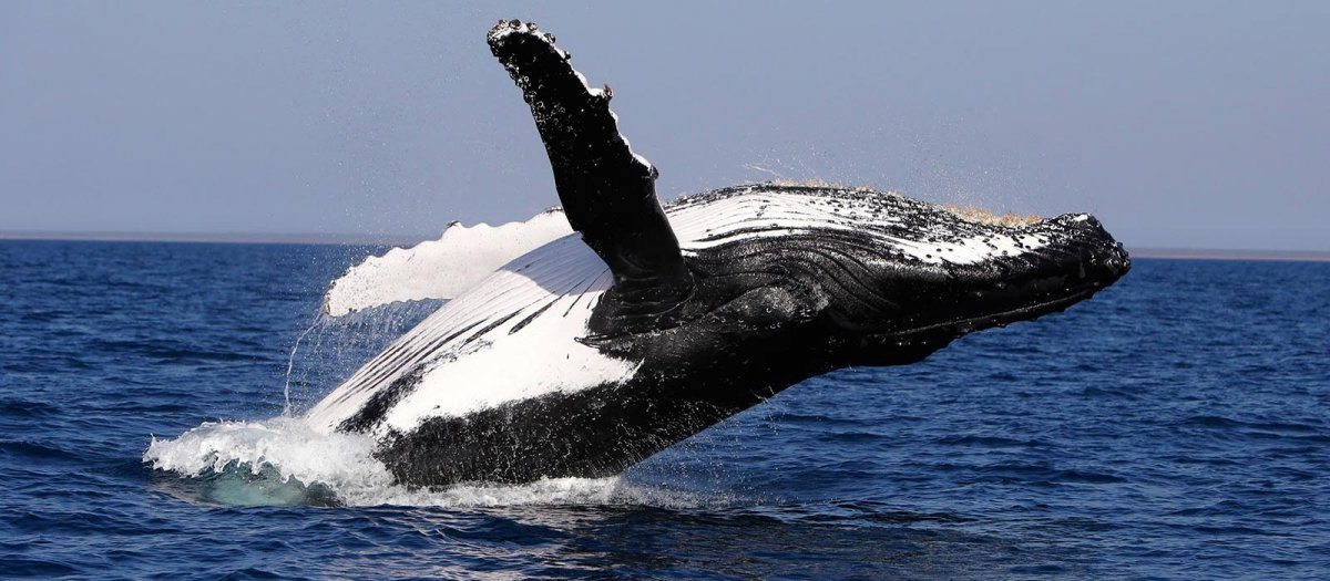 Whale watching