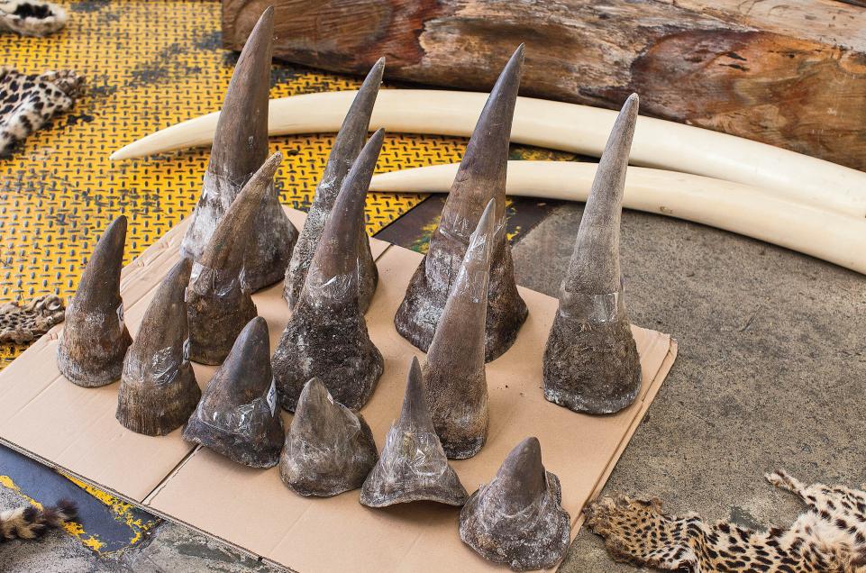 animal trafficking