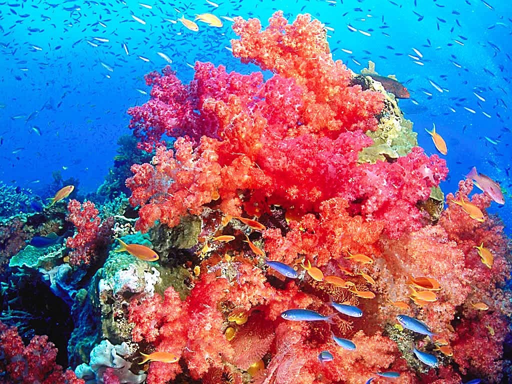 coral reef