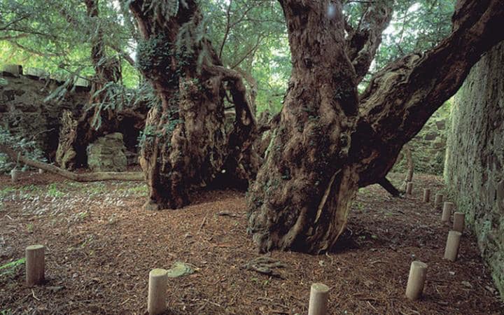 Fortingall Yew