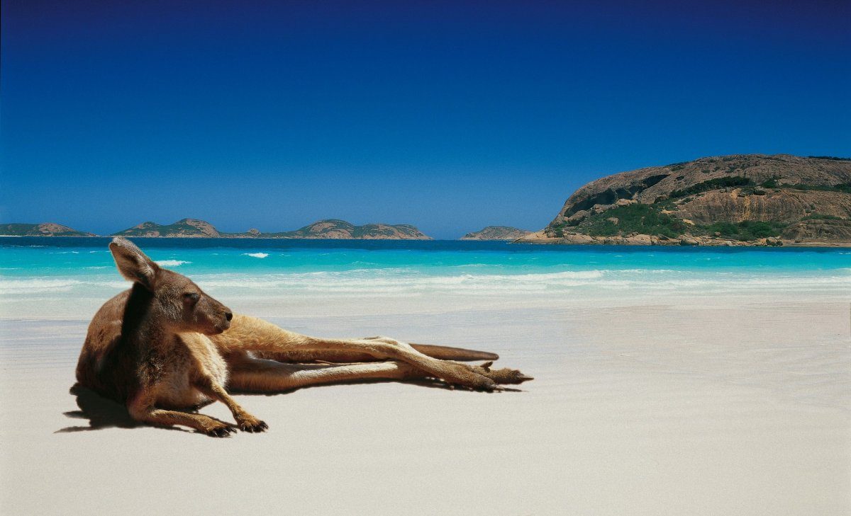 Kangaroo