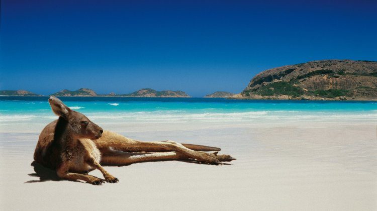 Kangaroo