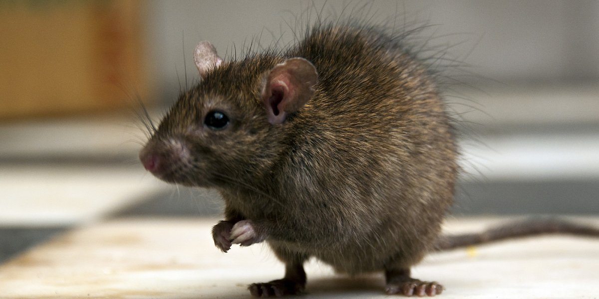 Rat