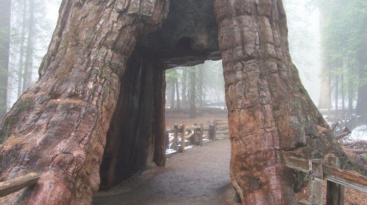 sequoia