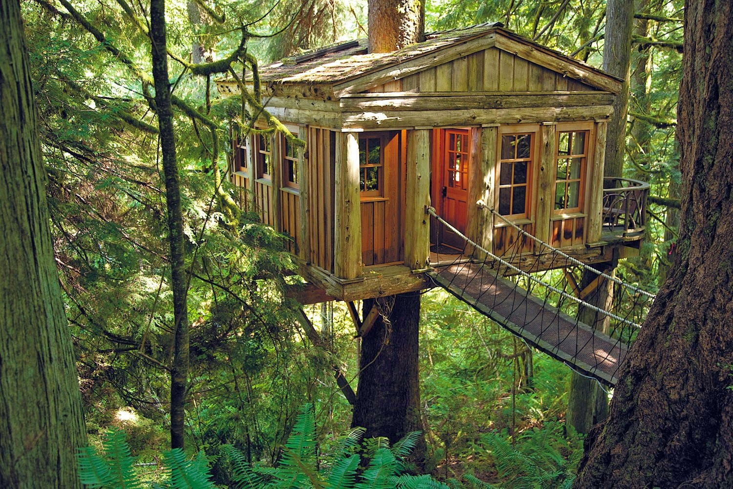 Tree house is. Отель на дереве США штат Вашингтон. Пит Нельсон дома на деревьях. Питер Нельсон дома на деревьях. Tree House Кишинев.