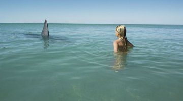 Insane Great White Shark Encounters!
