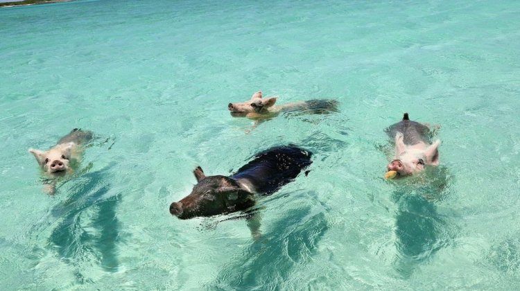 bahamas pigs