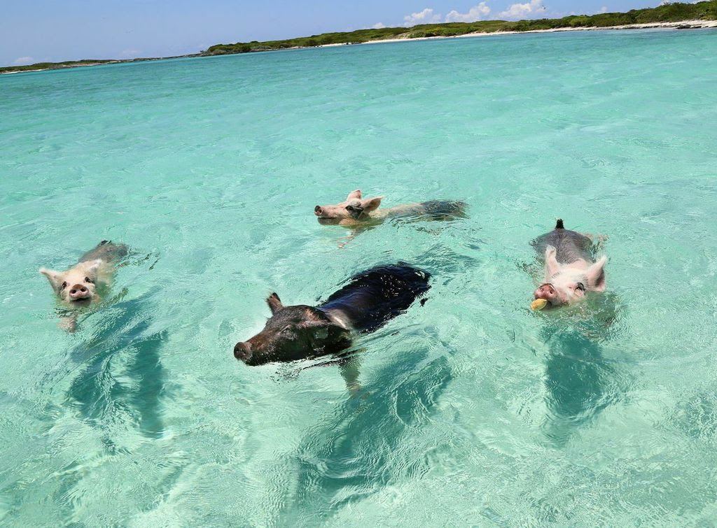 bahamas pigs