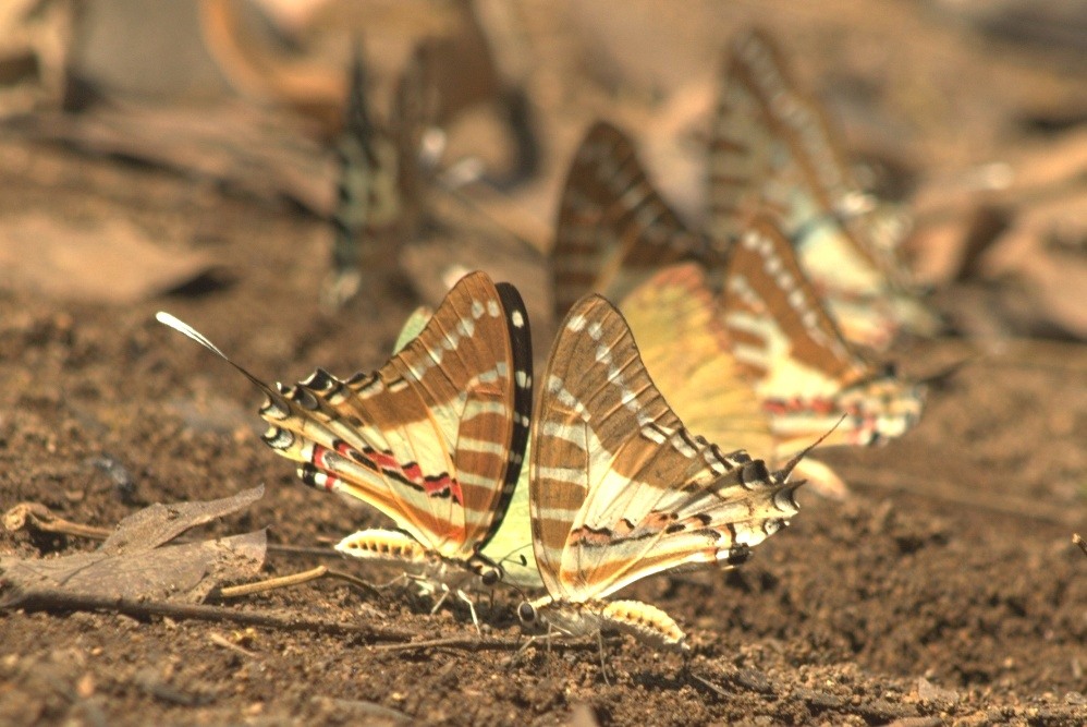 butterflies