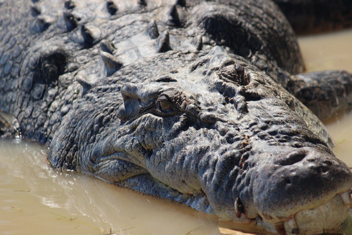Croc
