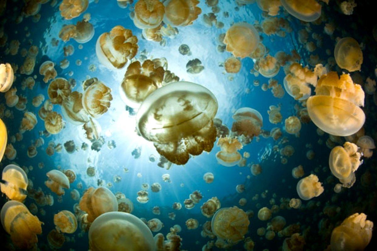 Jellyfish