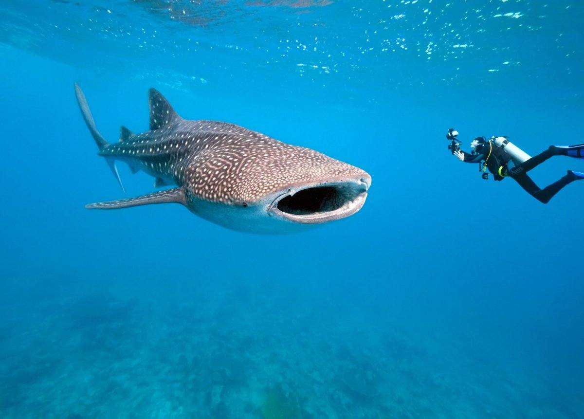 Shark