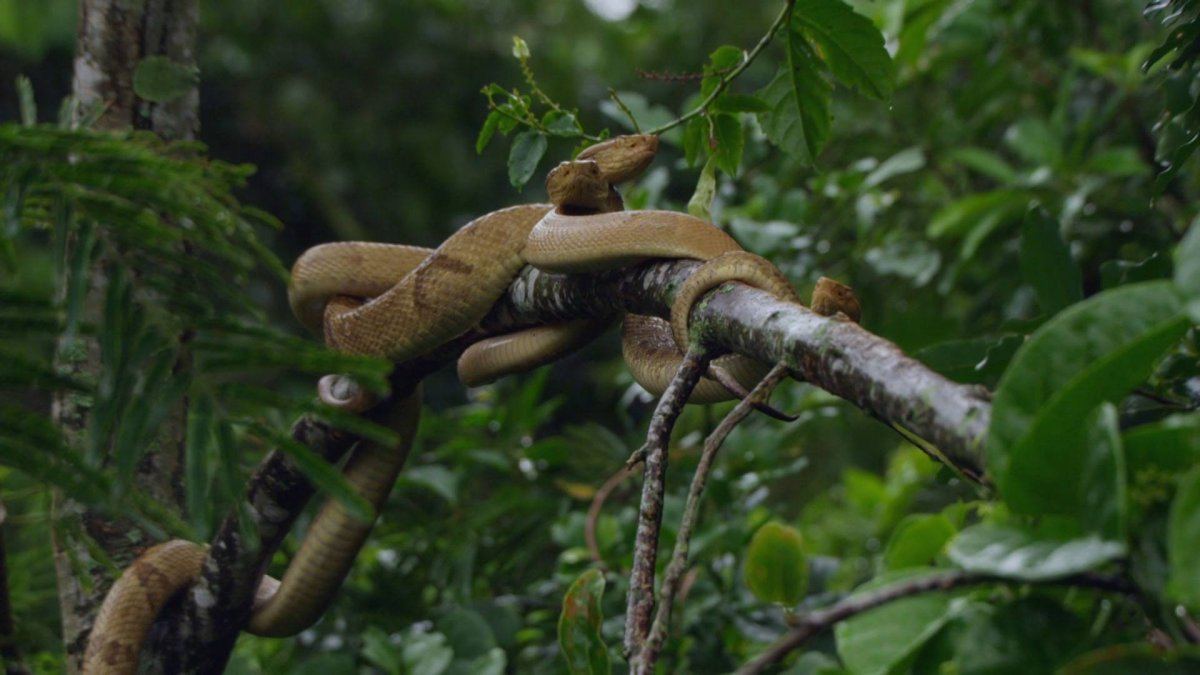 Snake