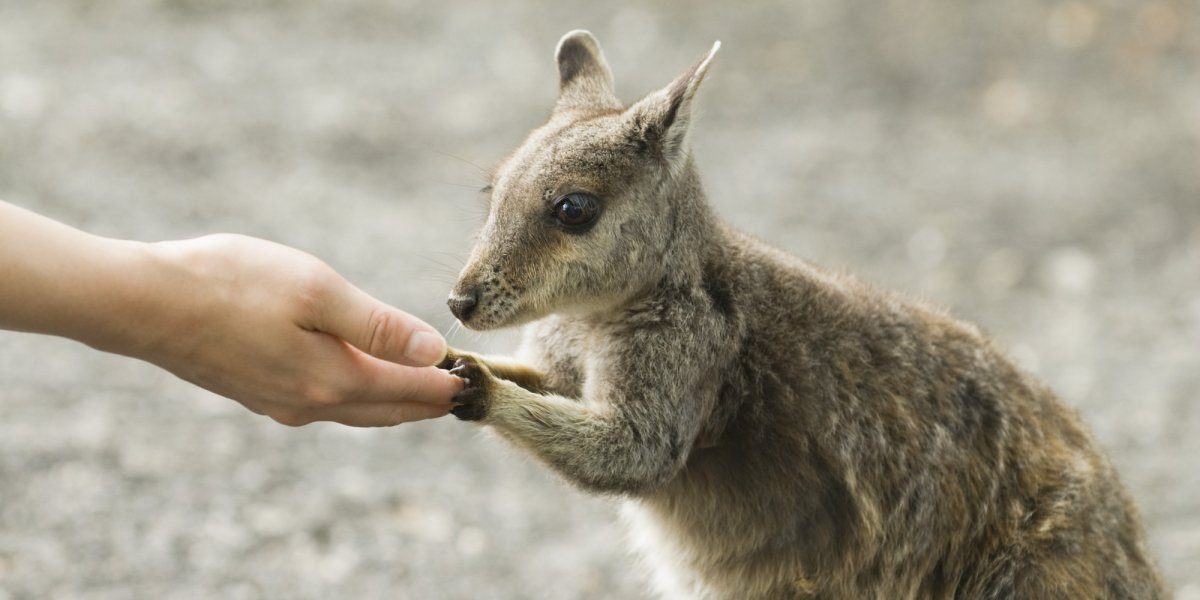 Wallaby