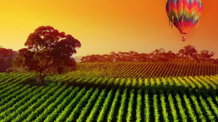wine country