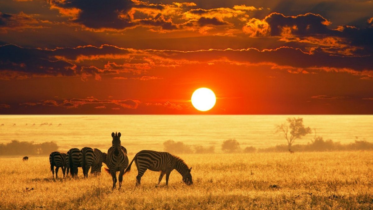 african safari