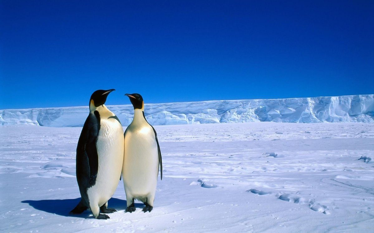 antarctica