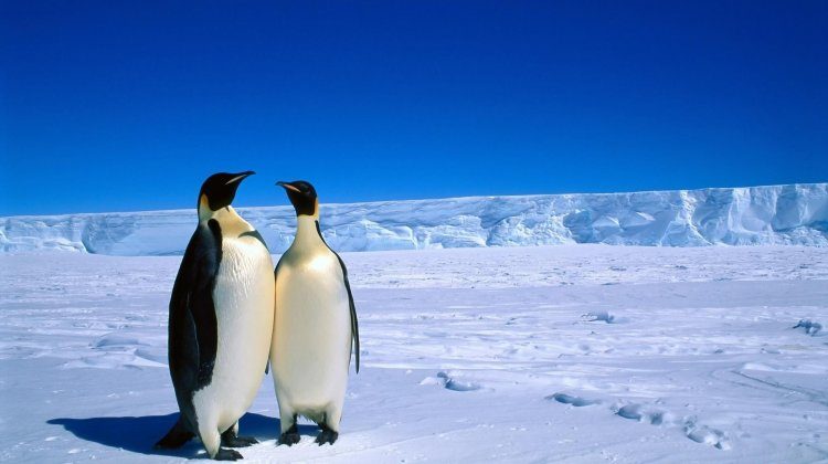 antarctica