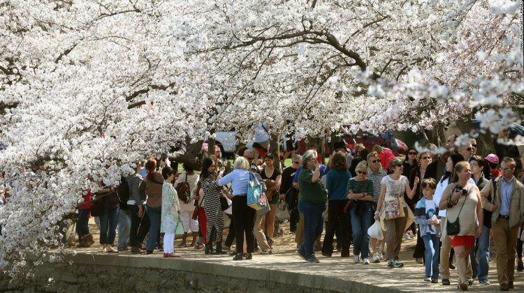 cherry blossom