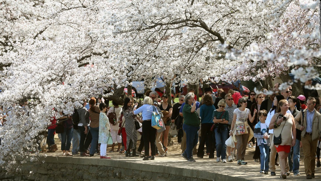 cherry blossom