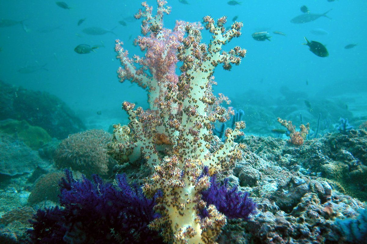 Coral