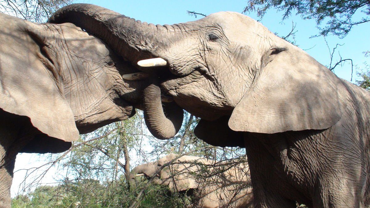 elephant illegally captured