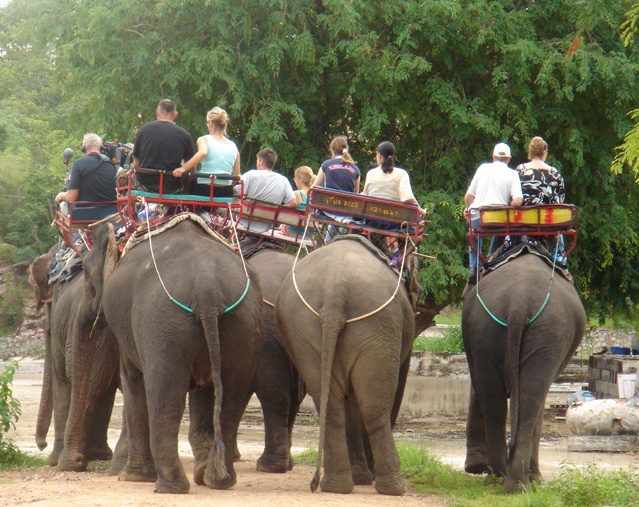 elephant riding