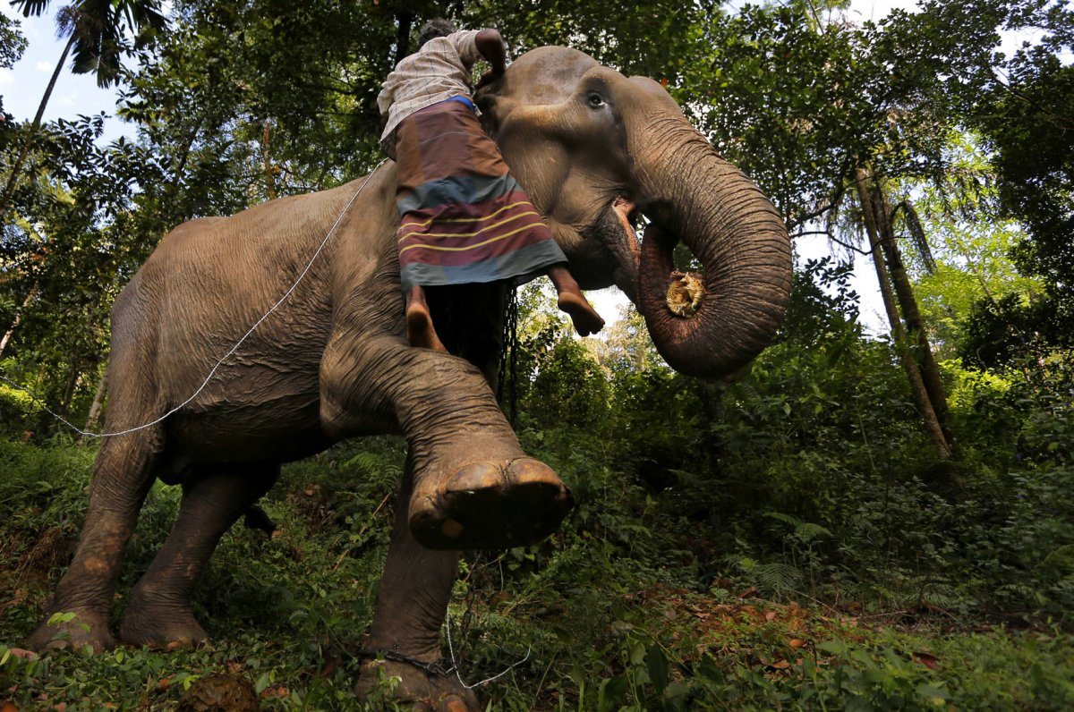 elephant