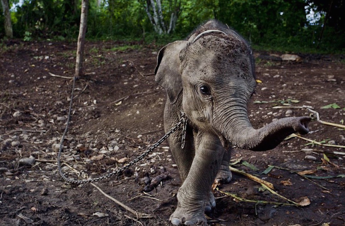 elephant