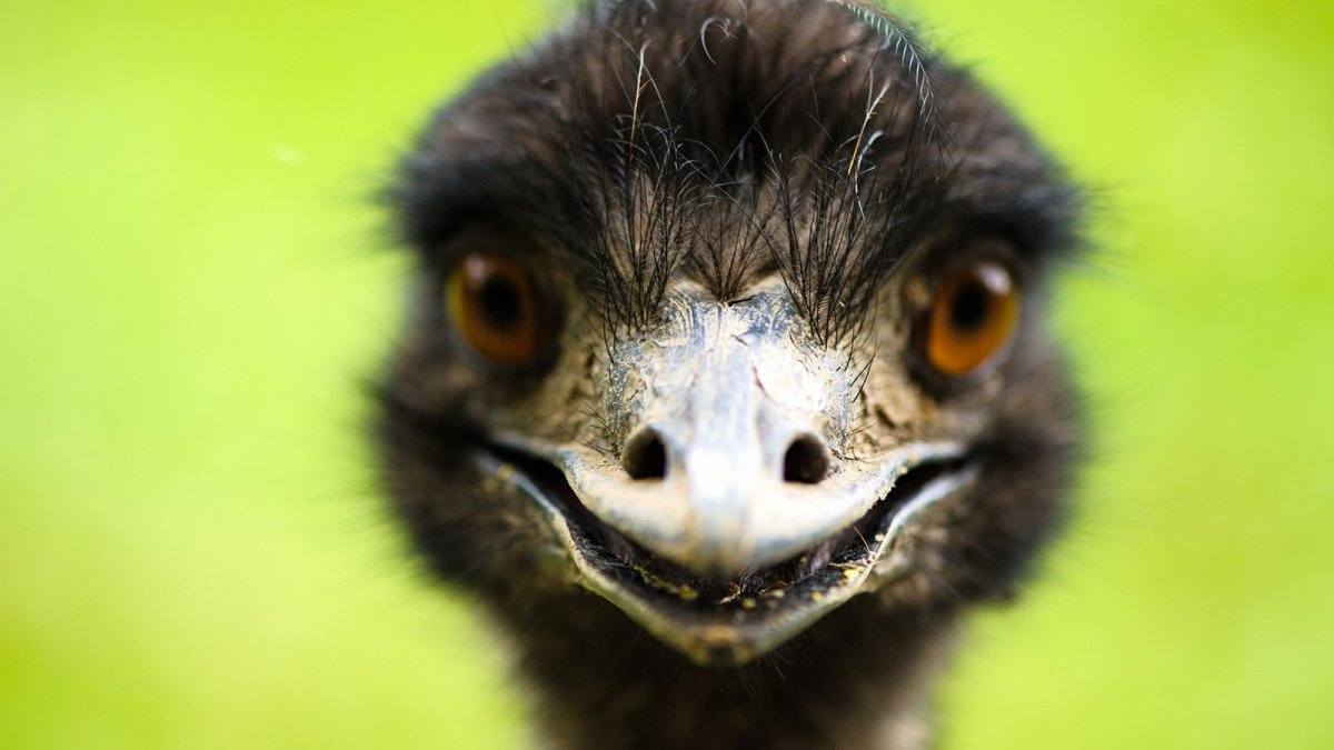 Emu