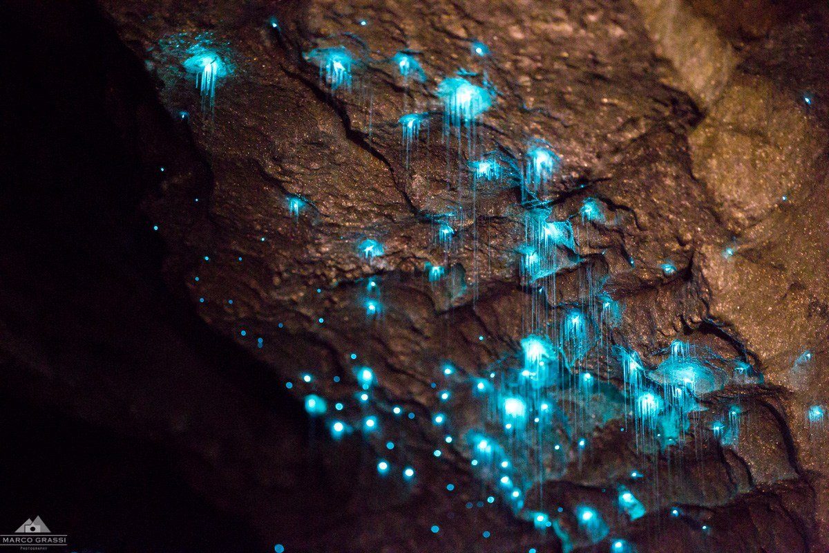 Glowworm