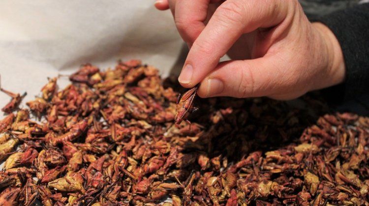 grasshoppers