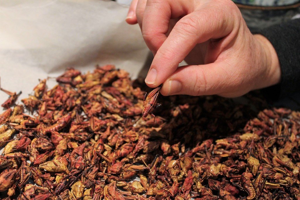 grasshoppers