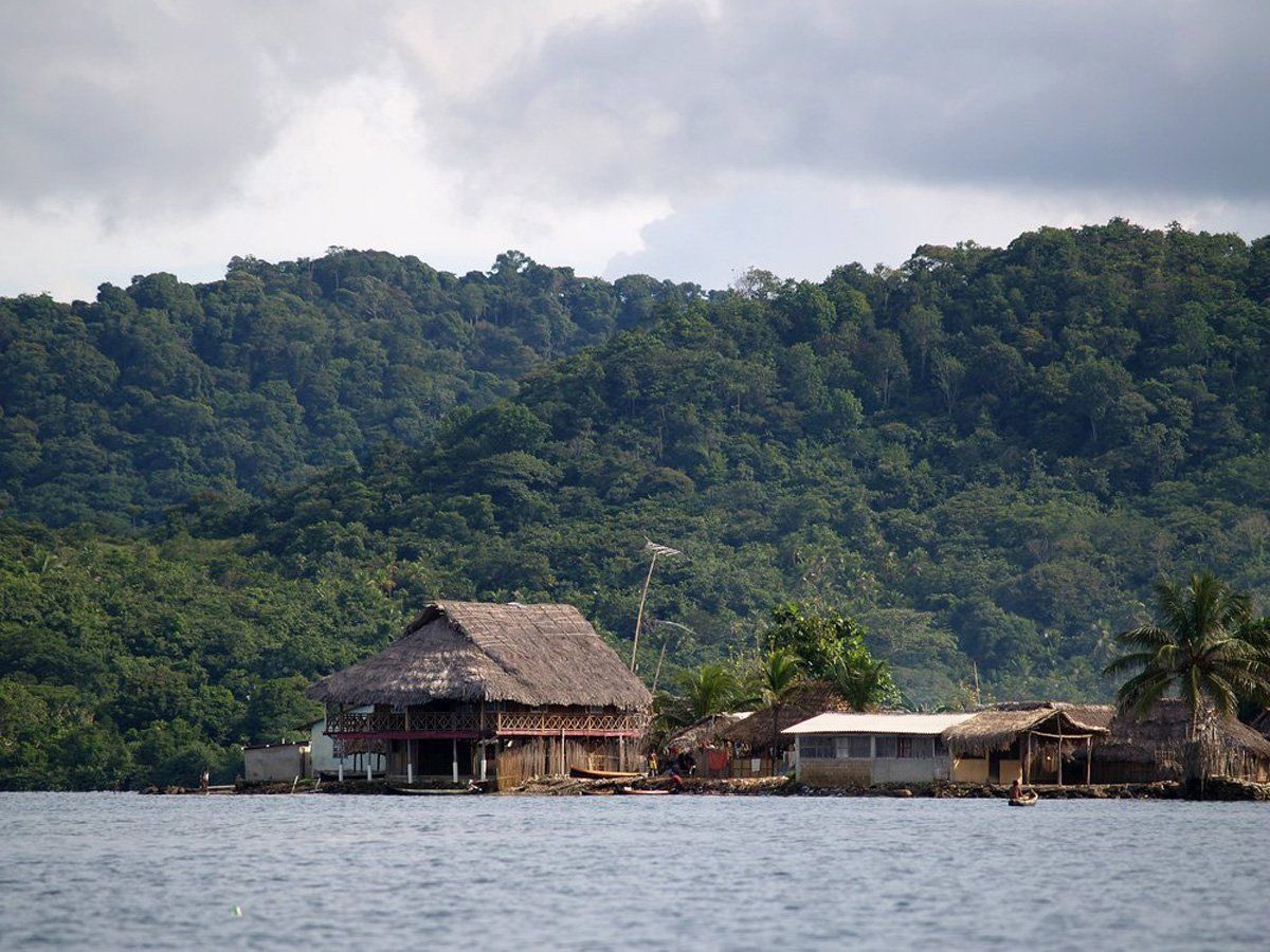 Rainforest