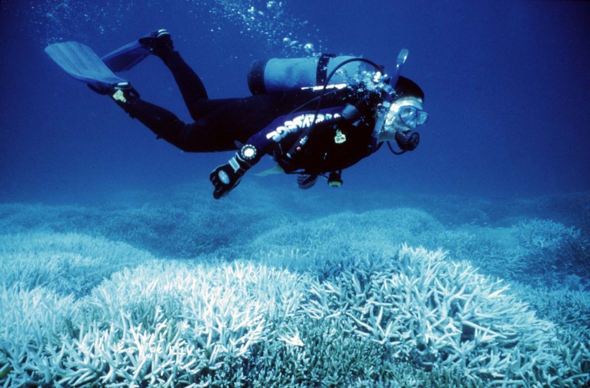 Reef2