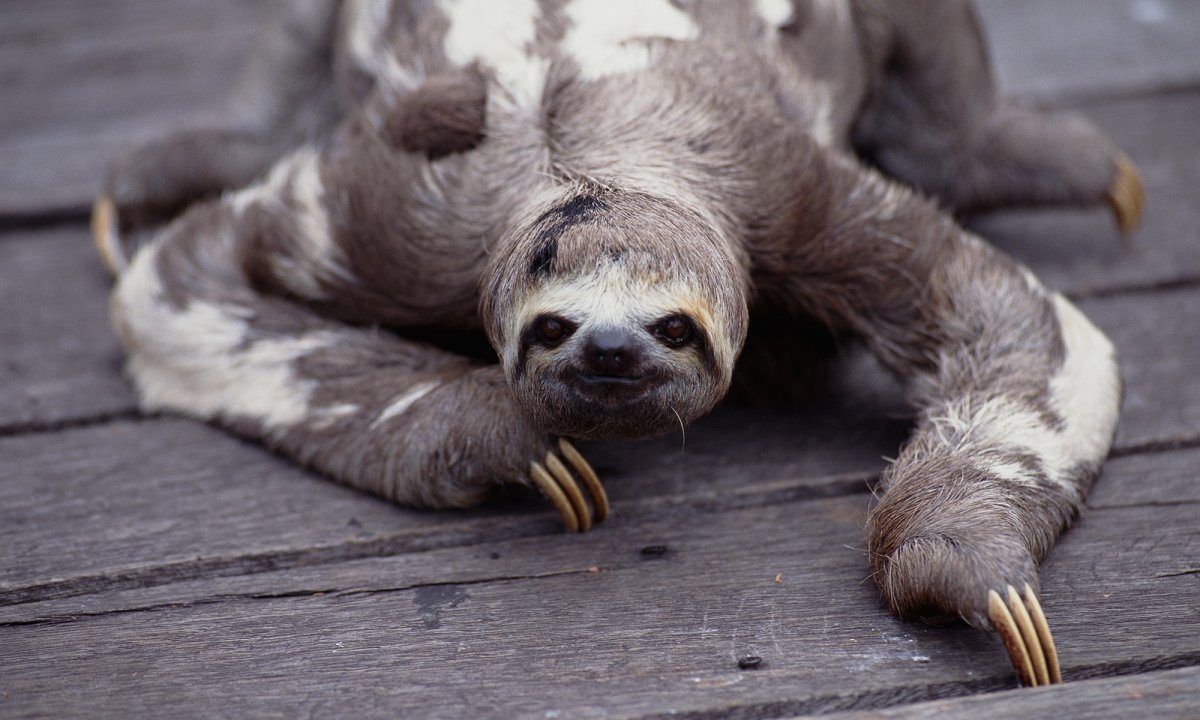 sloth