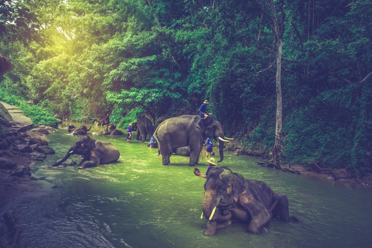 Thailand Elephants Mahouts