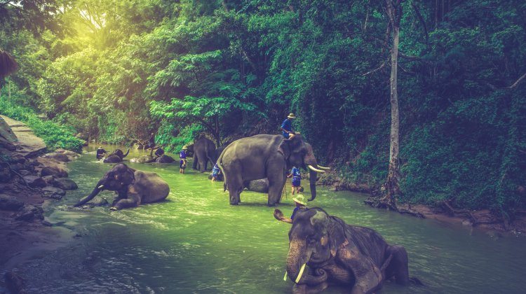 Thailand Elephants Mahouts
