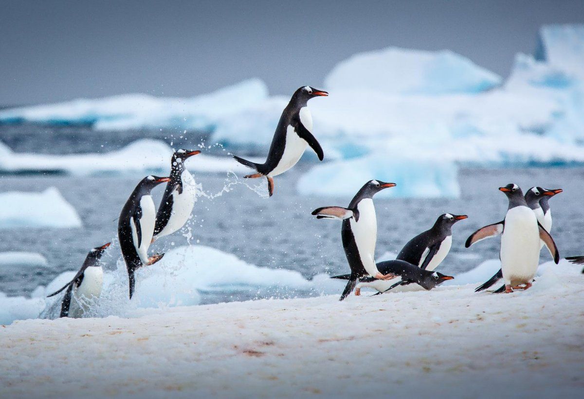 Antarctica