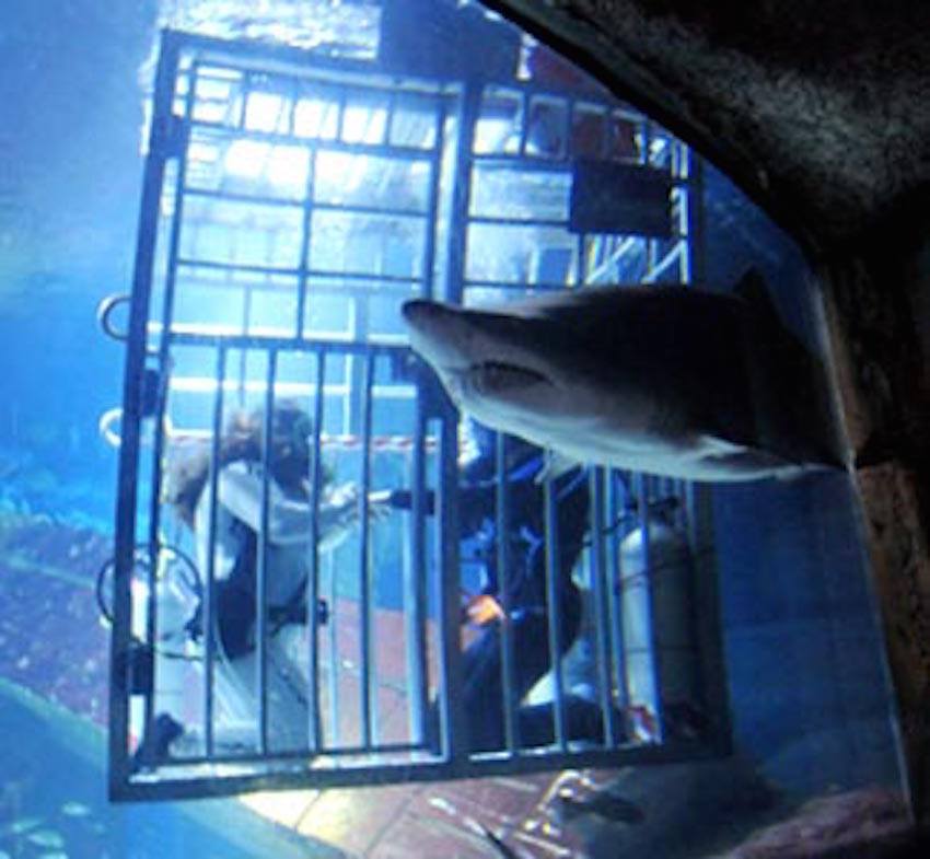 shark wedding