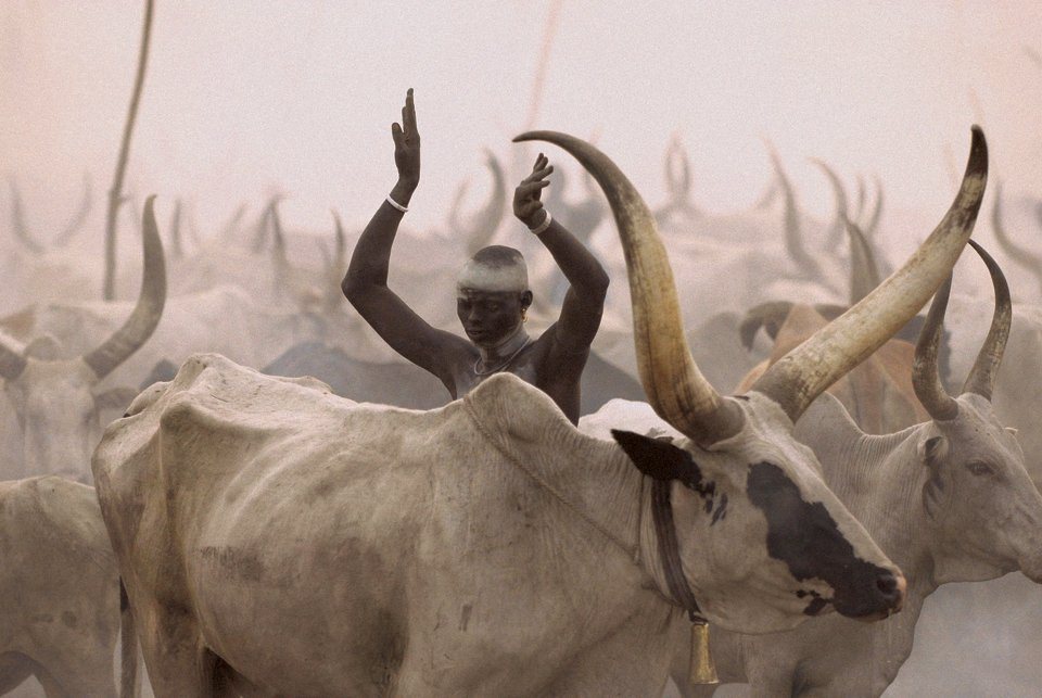 Cattle